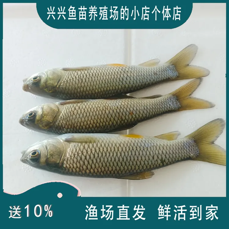 贵州长江草鱼草混子3-30厘米渔场直发包邮包活