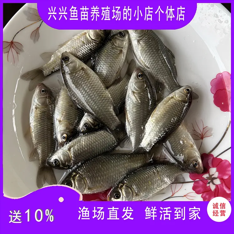 鲫鱼 中科五号鲫 高背鲫 大板鲫 杂食性鱼类 渔场直发 包邮养殖场