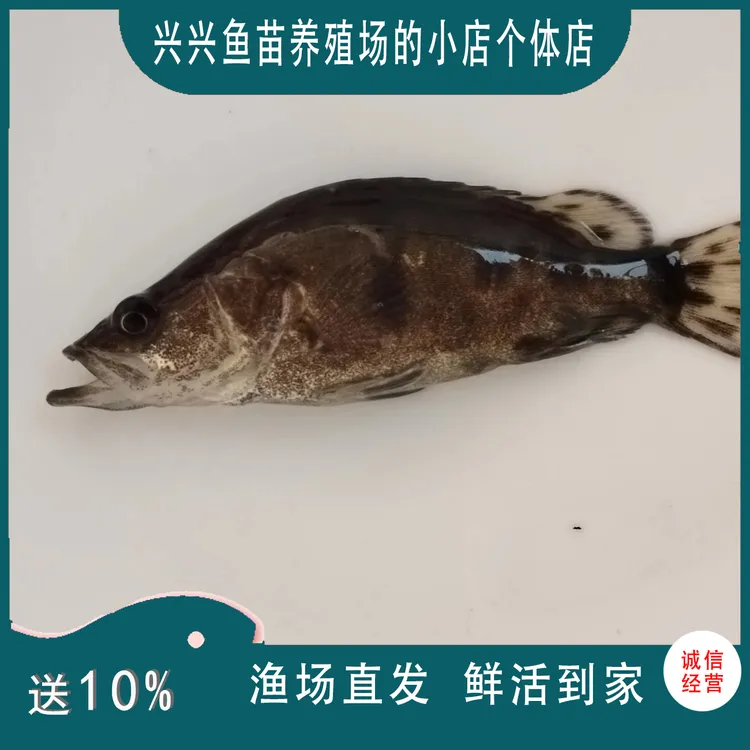 贵州优质新口鳜鱼白鳜翘嘴鳜桂花鳜鱼 渔场直发