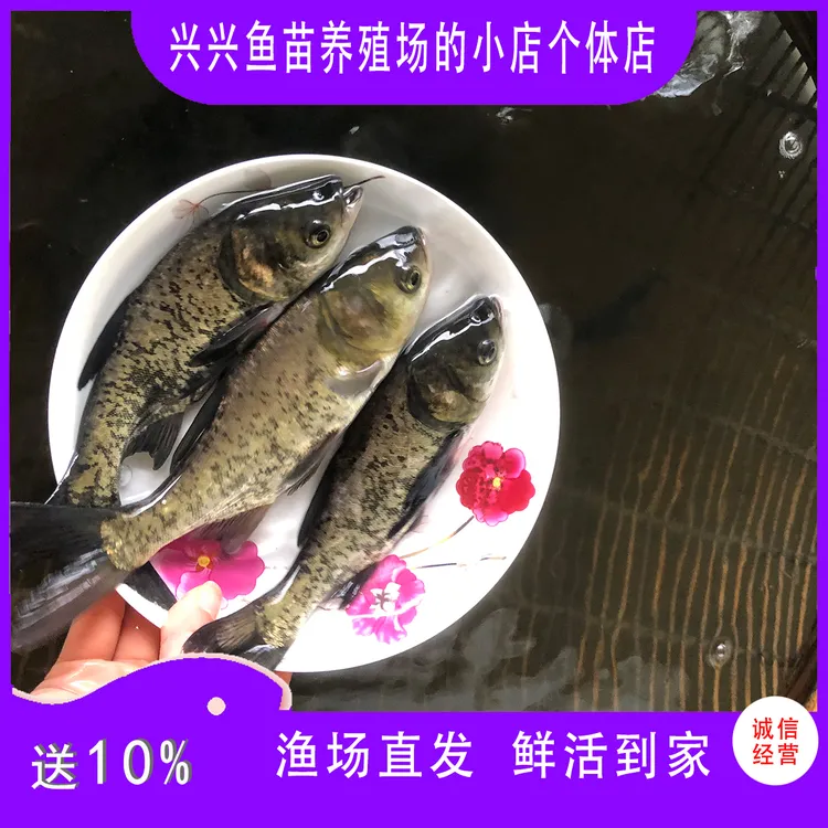 贵州大头鱼 胖头鱼 花鲢鱼 鳙鱼 渔场直发 包邮