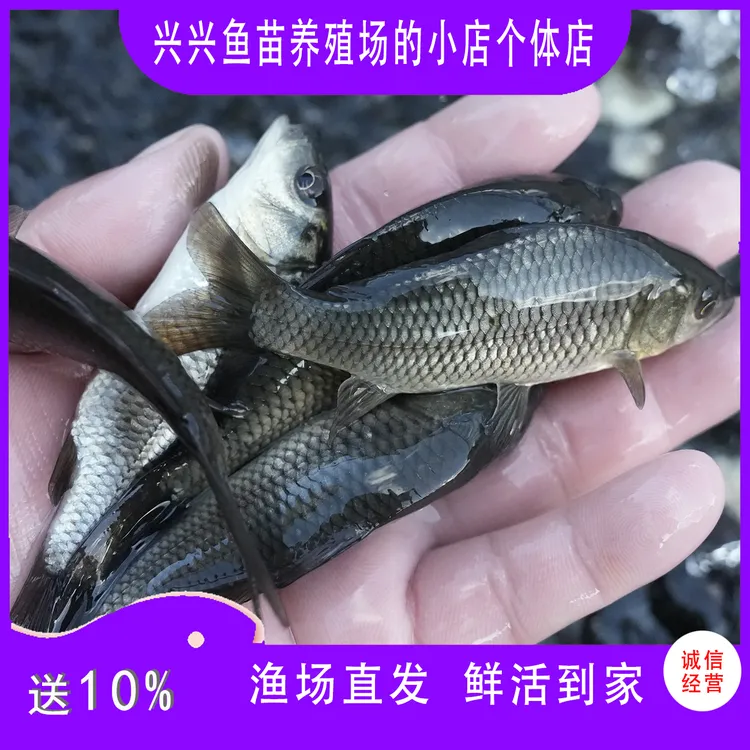 鲤鱼 建鱼又叫红尾鲤鱼 杂食性鱼 渔场直发 包邮养殖场鲜活