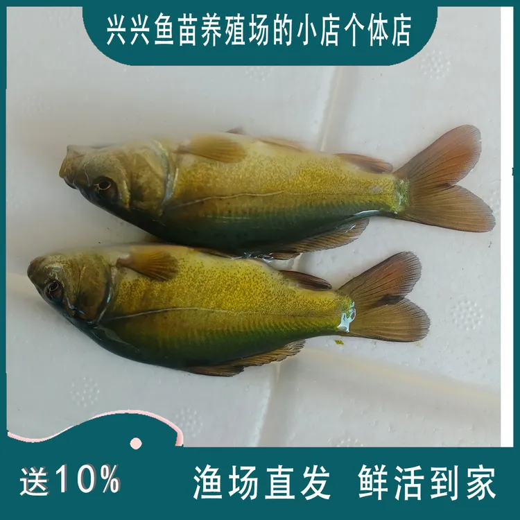 贵州优质裸鲤鱼三道鳞无鳞鱼 刺少肉嫩 可套养可散养