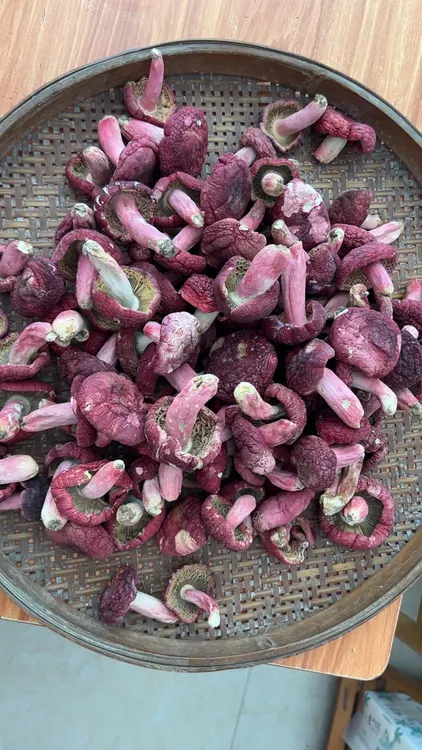 红菇广西红菇半斤
