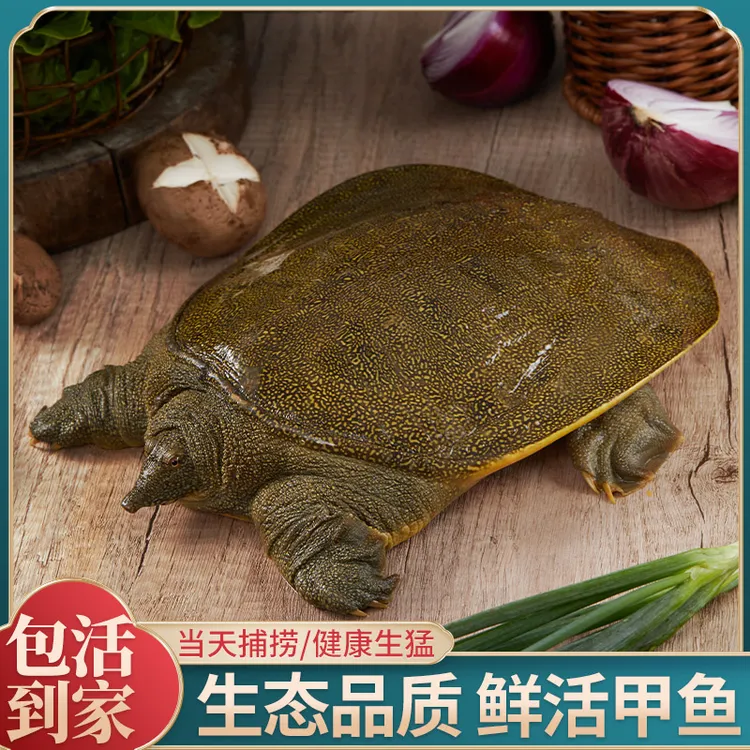 鲜活甲鱼外塘生态冷水散养滋补青黄甲鱼优质生鲜食用老鳖水鱼品质