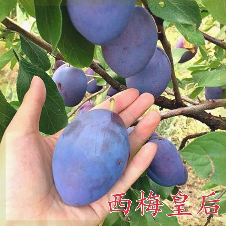 西梅皇后李子树苗 耐寒李子苗果树苗晚熟李子西梅 正宗嫁接西梅苗