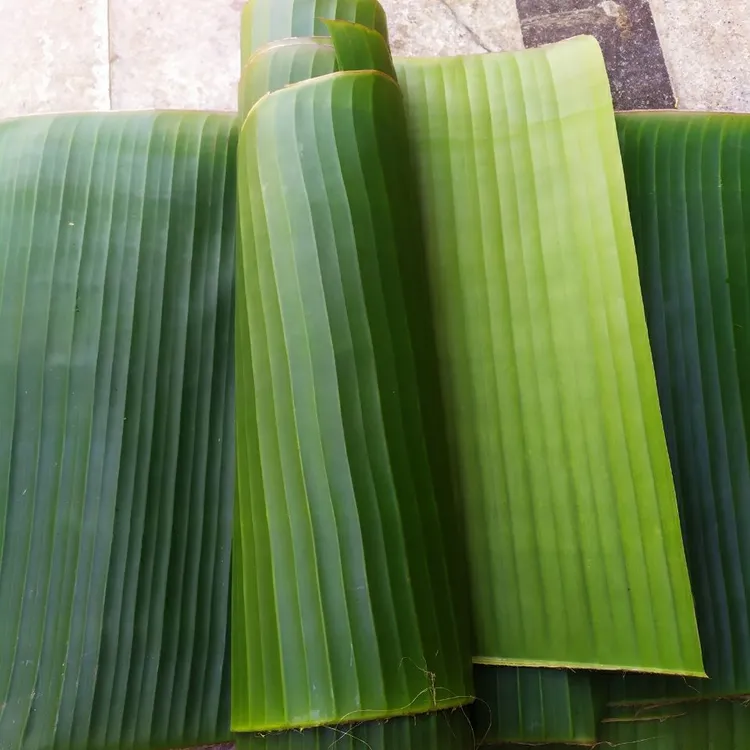 2025广西芭蕉叶新鲜现摘2芭蕉叶包邮香叶糍粑菜傣族菜肴摆盘糕点