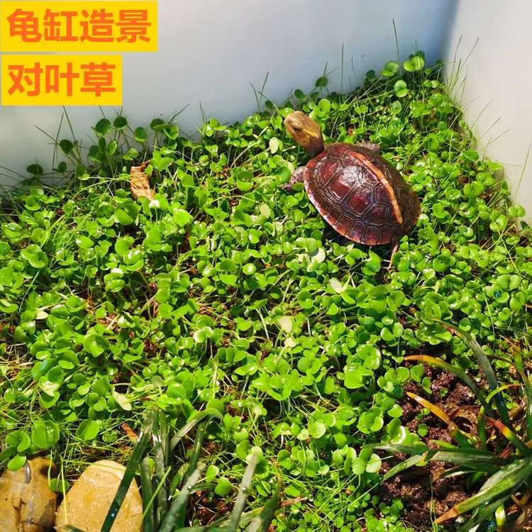 对叶草水草种子龟缸造景鱼缸装饰水族箱种籽四季鲜活淡水植物懒人
