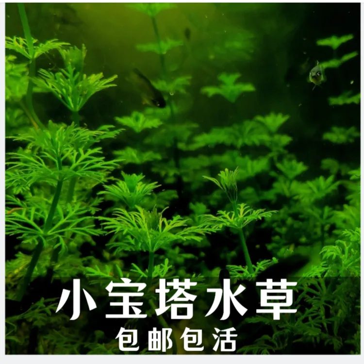 小鱼缸草新手水草鱼缸懒人水草鱼缸原生缸造景鱼缸造景鱼缸水草