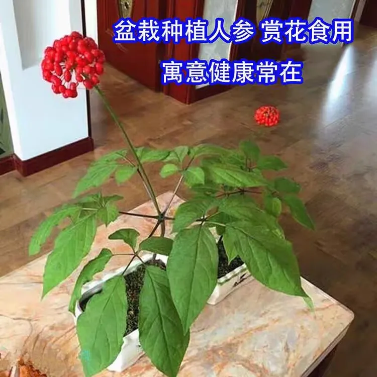 人参种籽子长白山山参种子滋补中药材庭院阳台盆栽送父母送长辈