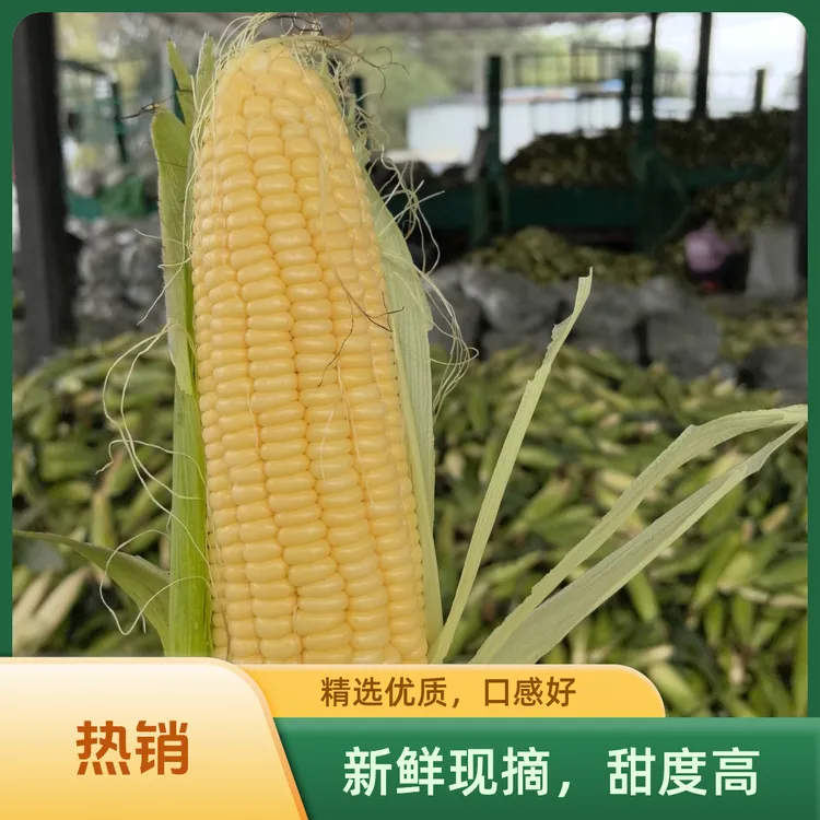 精选水果玉米 脆甜多汁 小朋友的最爱