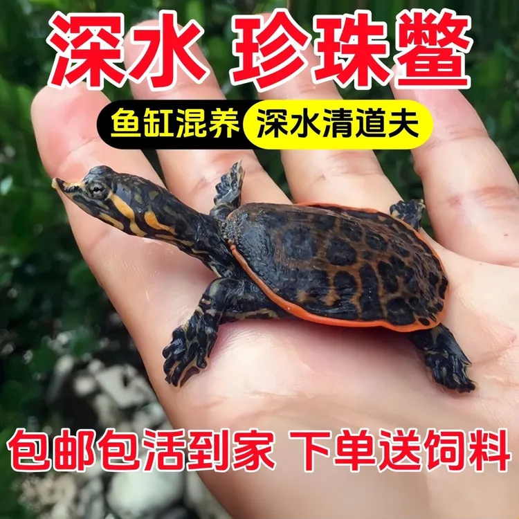 珍珠鳖深水清道夫吃鱼粪清理鱼缸混养冷水龟活体活物观赏甲鱼苗