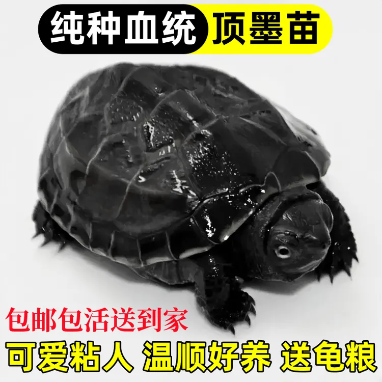纯种顶墨龟小乌龟活体外塘冷水龟黑腹中华草龟金线龟观赏宠物龟苗