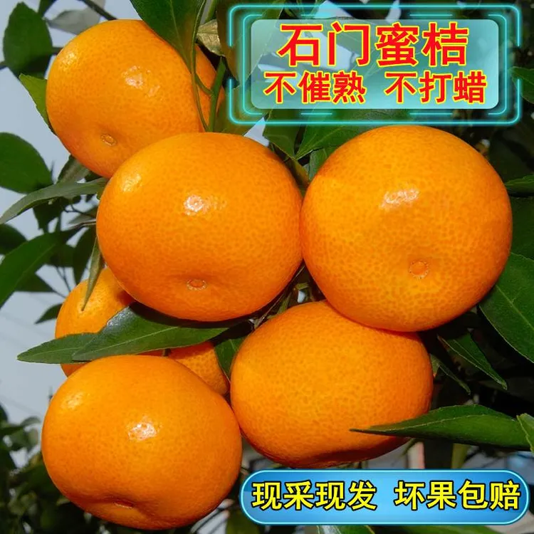 石门柑橘正宗湖南早熟品质薄皮无核现摘新鲜橘子送人蜜橘石门蜜桔