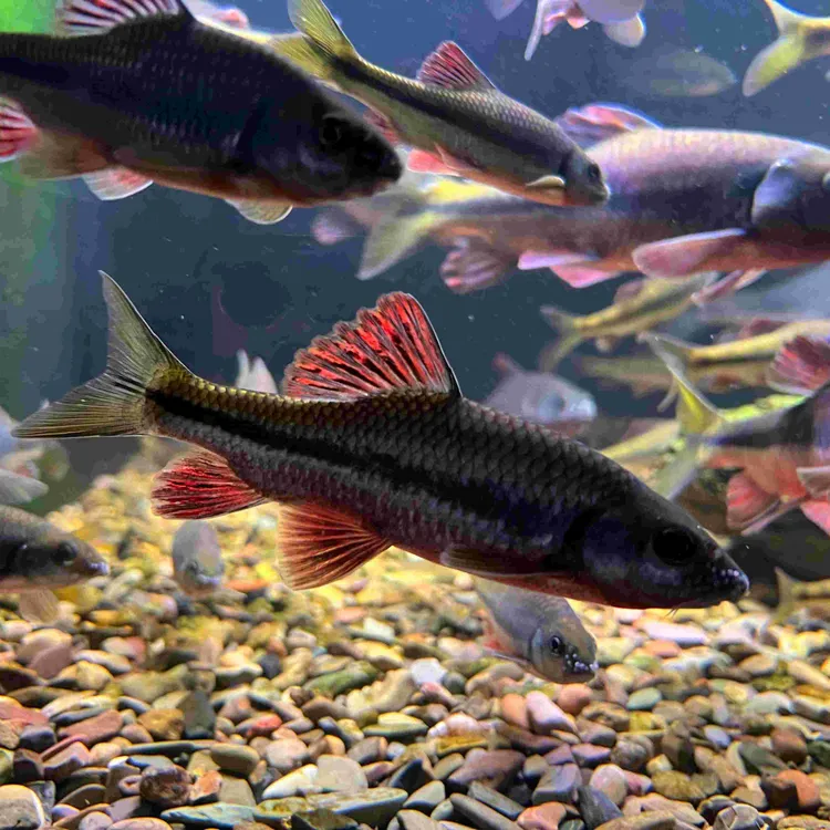 观赏鱼红腹溪石斑光唇鱼小型溪流冷水淡水原生鱼发色公石斑鱼