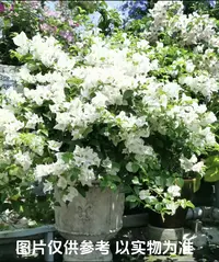 【白雪公主】伊娃系列 三角梅花卉勤花四季开花基地直发