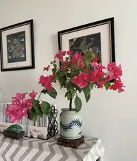 【同安红】三角梅花卉勤花四季开花基地直发