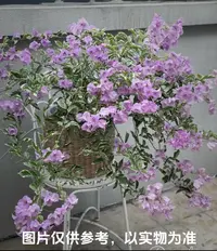 【银边水仙紫】三角梅花卉勤花四季开花基地直发