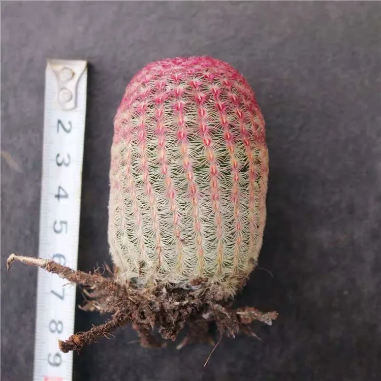实生红太阳紫太阳仙人球有根易养开红花办多肉植物绿植盆栽大号