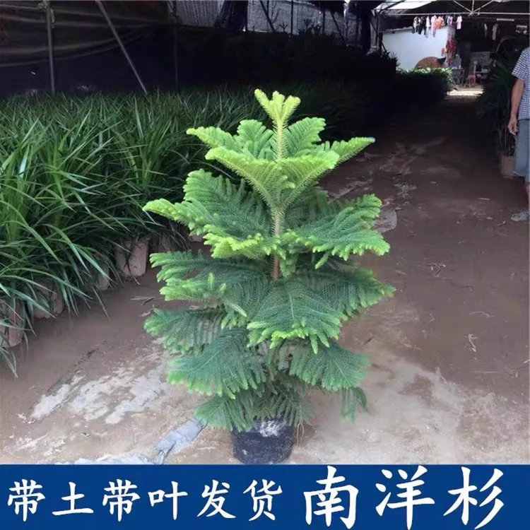 南洋杉盆栽树苗圣诞树网红绿植物室内客厅办公室吉树盆景四季常青