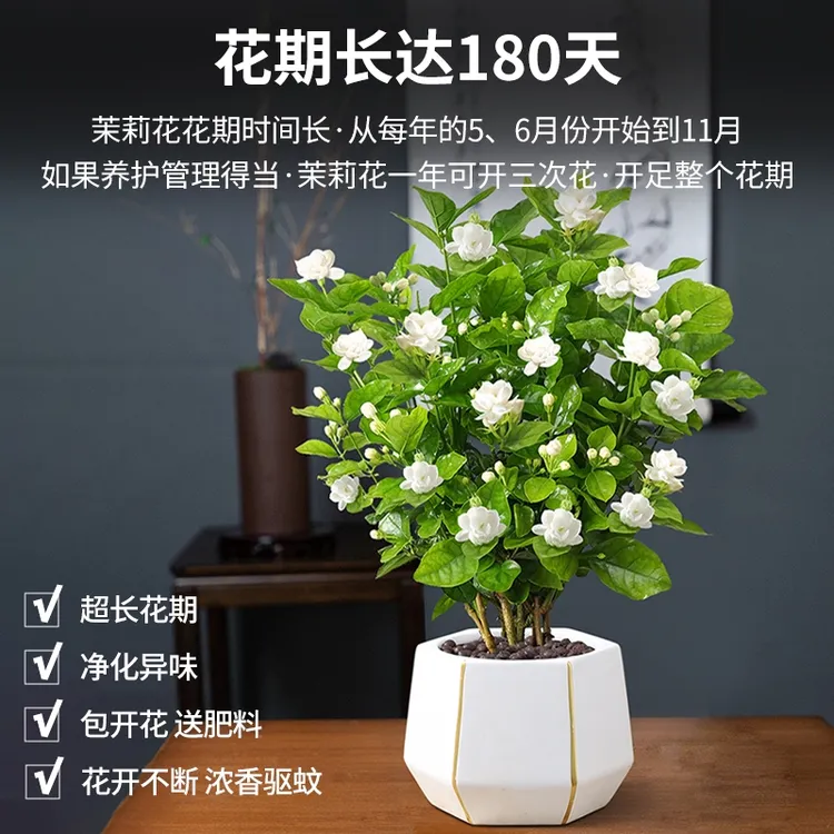 茉莉花盆栽花卉多季开浓香带花苞重瓣活室内植物阳台发货九里香
