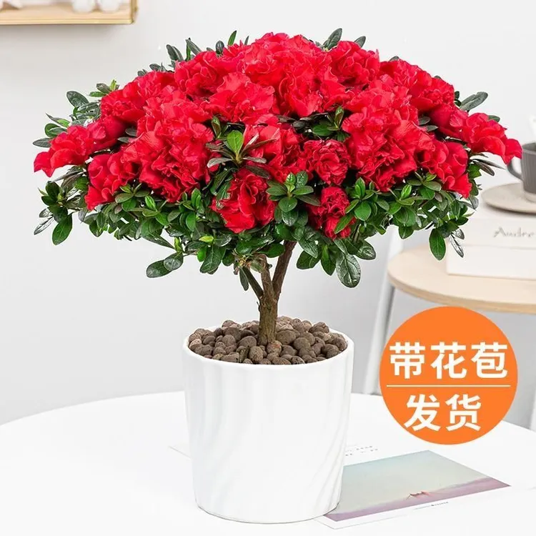 杜鹃花盆栽带花苞原盆原土花卉室内开花不断南方北方好养生态瓶