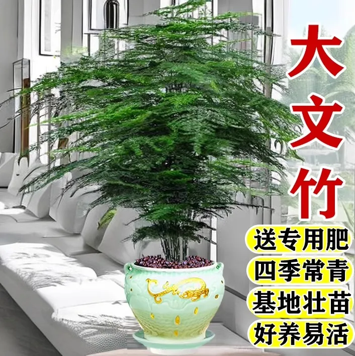 高端大文竹盆栽生长客厅绿植大型绿植上档次办公室绿植大盆栽文雅