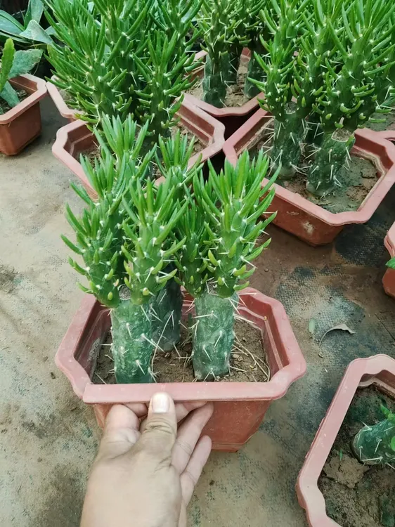 稀有仙人掌科沙漠将军柱多肉植物仙人柱盆栽室内好养花卉绿植盆景