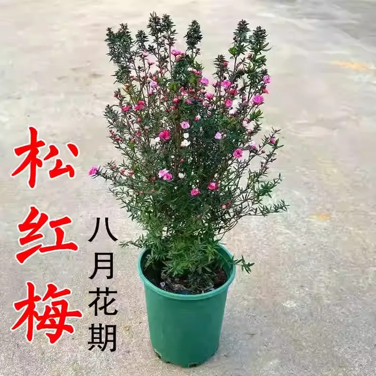 种植松红梅花卉盆栽带花苞四季绿植室内外阳台多色花耐寒好养植物