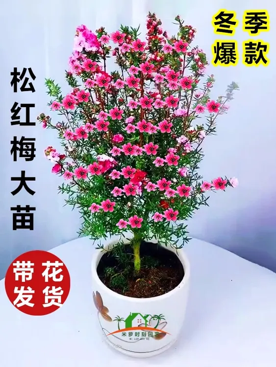 澳洲松红梅花卉盆栽带花苞四季绿植室内外阳台多色花耐寒好养植物