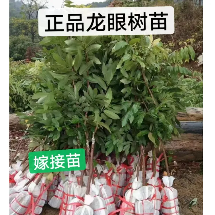 石峡龙眼苗四季龙眼储量龙眼正宗嫁接苗，带土带叶子