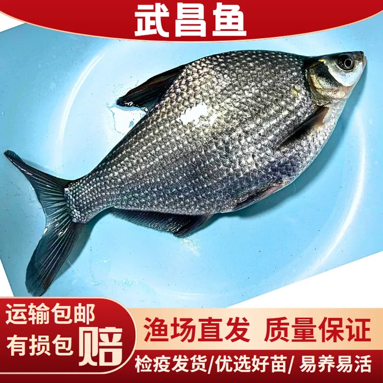 武昌鱼 三角鲂鱼 鳊鱼 边鱼 观赏淡水宠物活体饲养混养鱼包邮包活
