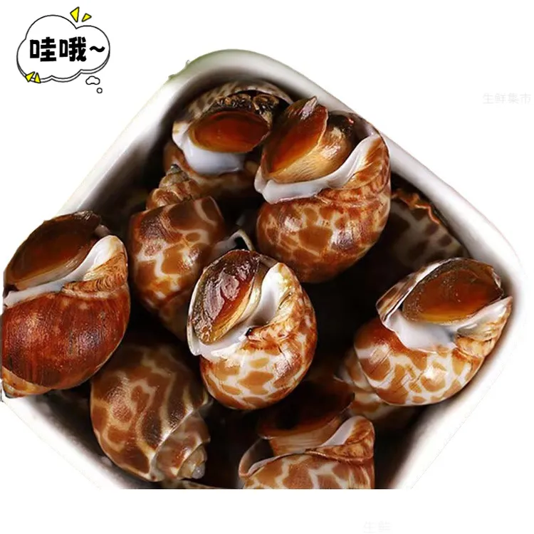 国庆好物优质大号海螺精选特大花螺鲜活冷冻海鲜海产贝类水产螺肉