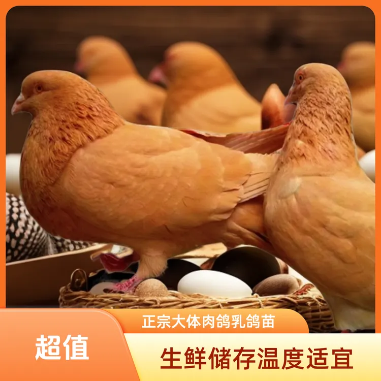 鸽子正宗大体肉鸽乳鸽苗元宝幼鸽饲养繁殖包邮