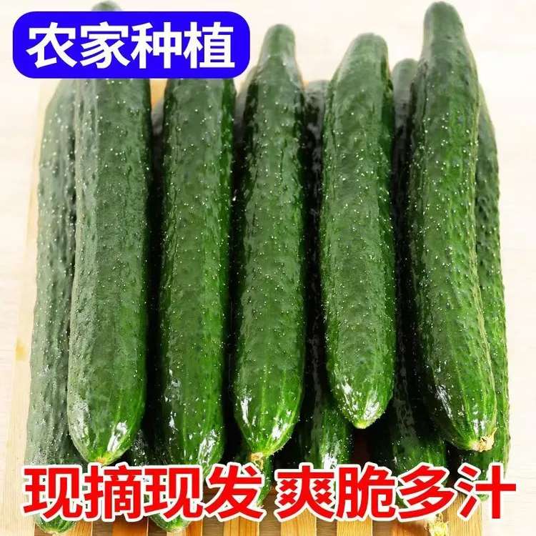 现摘新鲜绿心密刺黄瓜生吃凉拌农家自种青瓜产地直发水果脆嫩整箱
