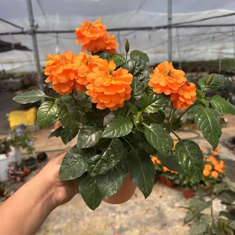 晒不死的花 鸟尾花带花苞盆栽 耐高温暴晒耐热喜阳花卉 阳台好养