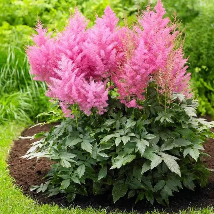 落新妇盆栽大苗带花发货 耐阴花卉庭院阳台植物多年生耐寒 花期长