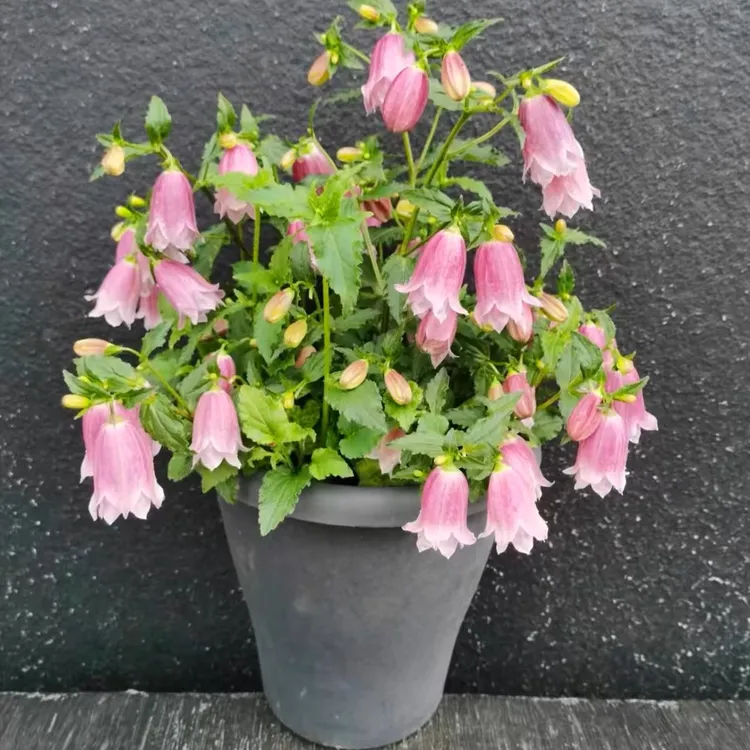 紫斑风铃草卢布盆栽庭院阳台多年生花镜宿根花苗耐寒耐热多花好养