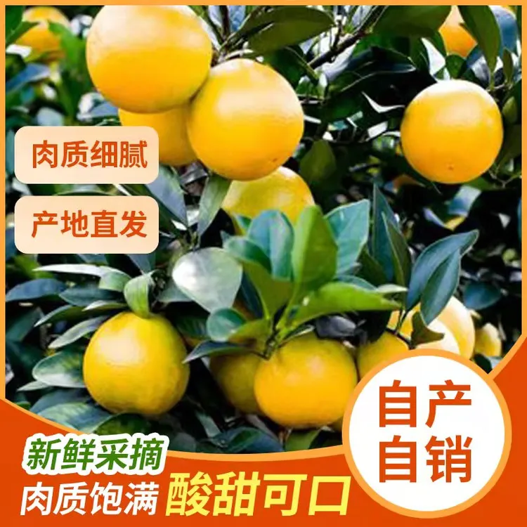 廉江红橙新鲜应季水果高维c孕妇水果红江橙产地现摘直发5/10斤