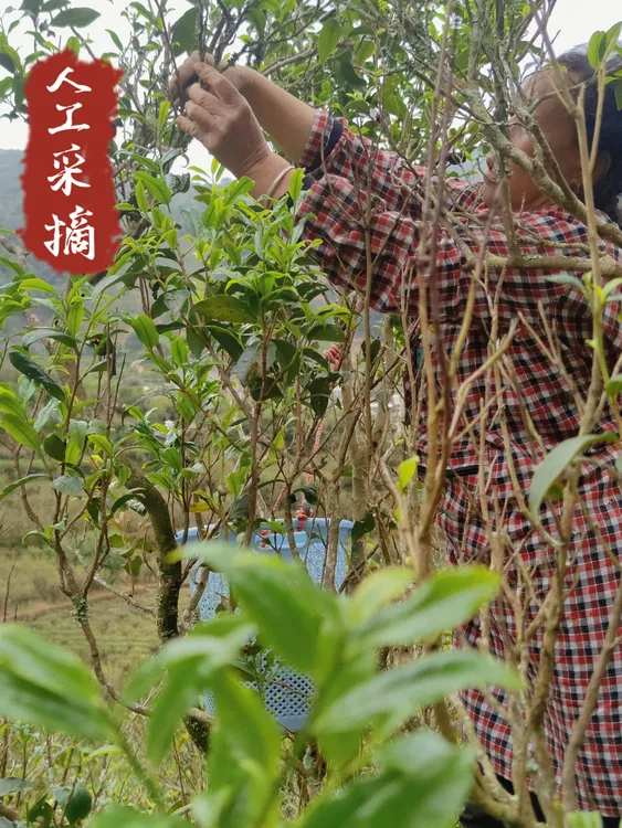 凤凰单丛茶自家茶园2泡品鉴装合集