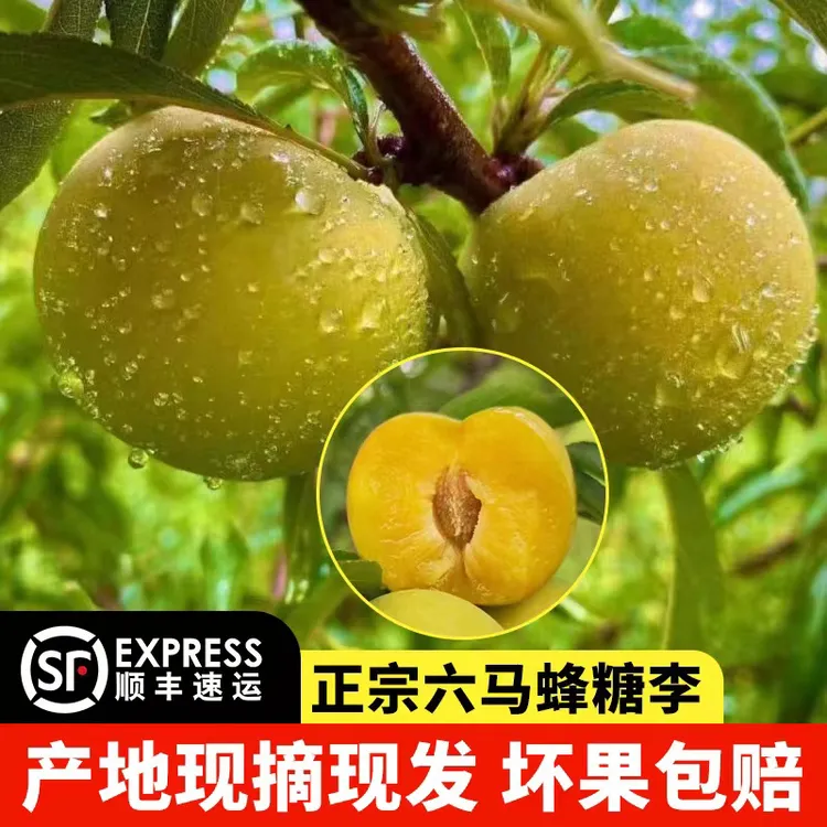 贵州六马正宗蜂糖李当季新鲜水果现摘现发脱骨多汁脆甜李子