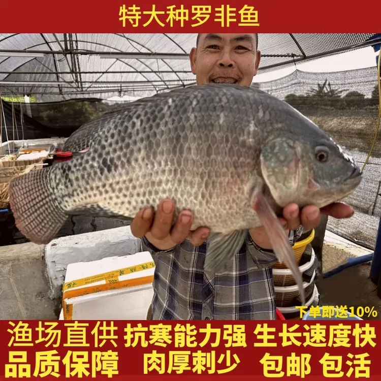 活体罗非鱼特大种罗非鱼脆肉罗非鱼3-5厘米海南一号淡水饲养观赏