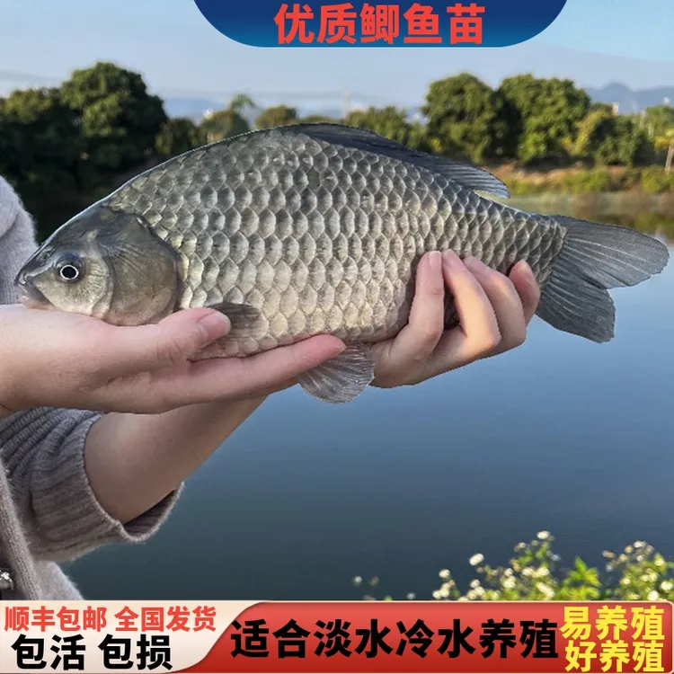鲫鱼苗中科5号鲫鱼苗大板鲫彭泽鲫渔场直销