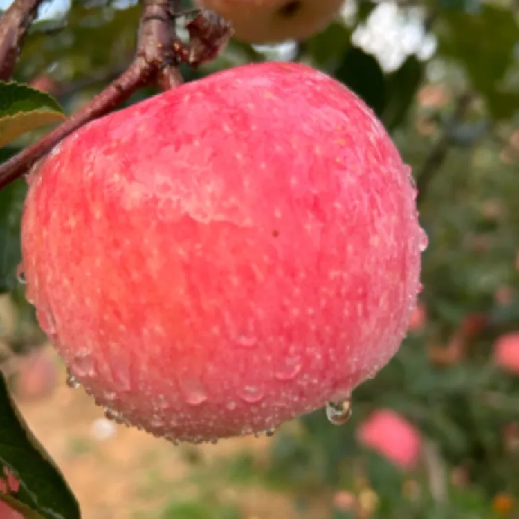 烟台红富士，卓越的品质和营养价值