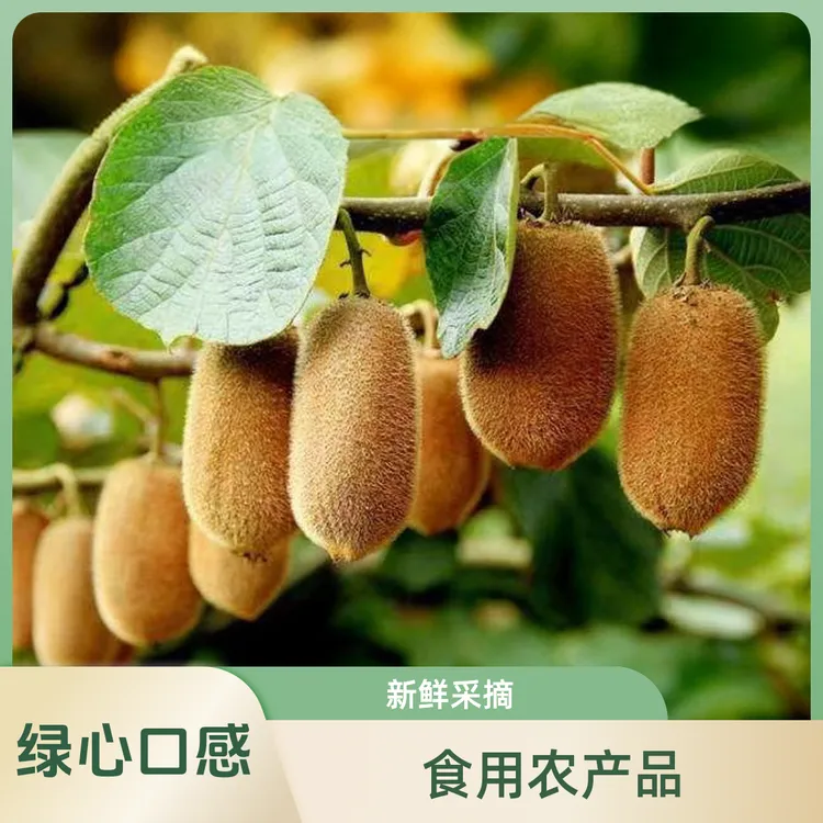 贵州贵阳修文贵长猕猴桃，自家果园，新鲜采摘，催熟食用