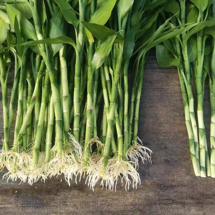 带根富贵竹海南源头基地净化空气水培植物