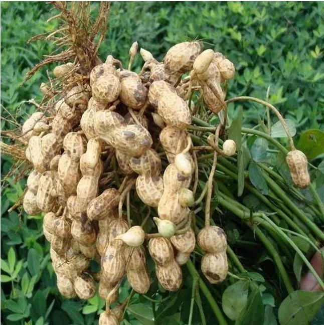 【湖北特产】2025现挖鲜花生黑花生农家种植粒大饱香甜软糯1/3斤