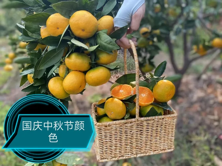 江西寻乌普早蜜桔中国蜜桔之乡薄皮嫩甜孕妇送礼产地直发九甜1酸