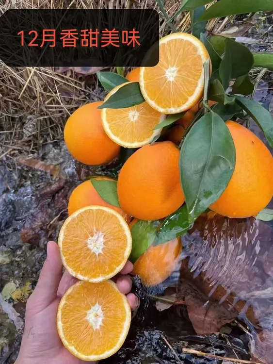 正宗江西赣南脐橙寻乌县稀土种植补充微量元素拜神送礼原味新鲜叶