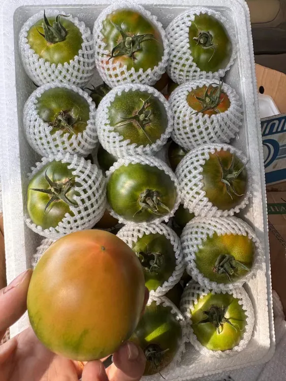 盘锦碱地柿子 顺丰包邮