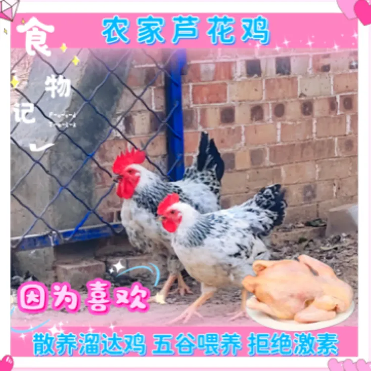 【芦花鸡 肉质鲜嫩10只公鸡均重1.2斤母鸡均重 0.8两赠一只1.2公鸡